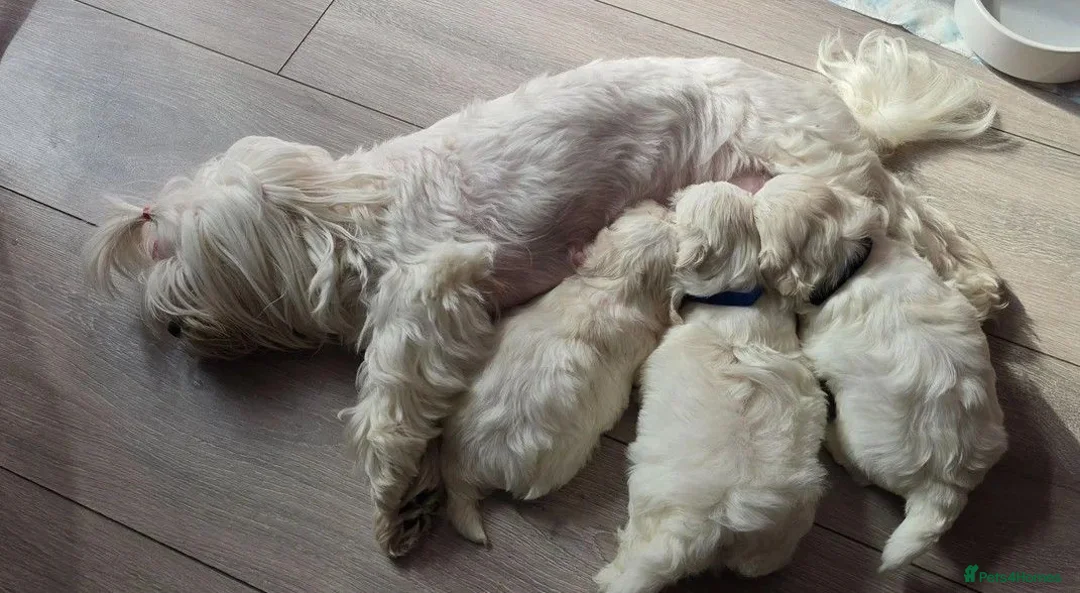 Maltese dogs for sale: Beautiful Maltese Puppies for sale 2 boys 2 girls. in Ellon - Advert 2
