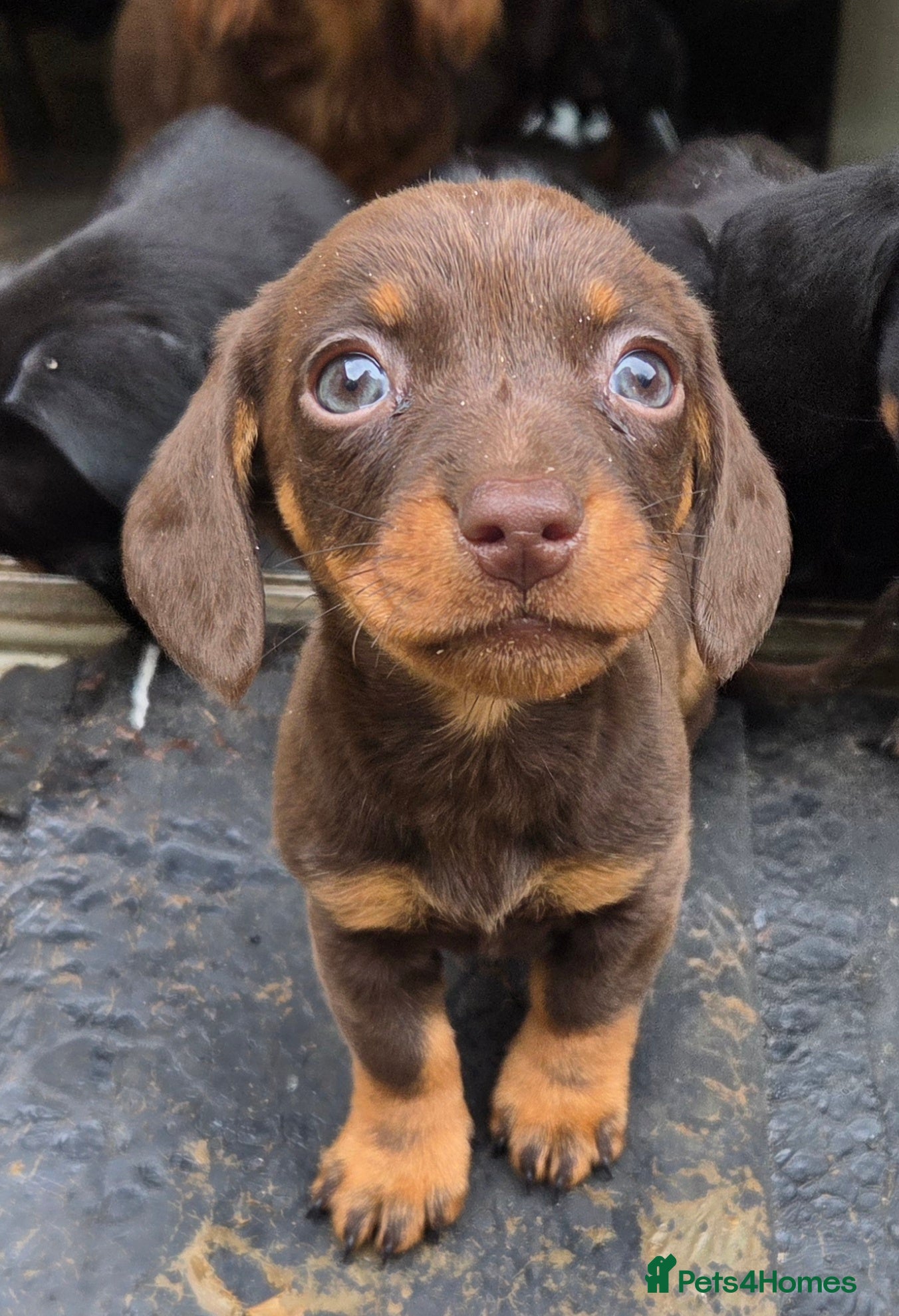 Miniature Dachshund dogs Miniature Dachshunds - Advert 2