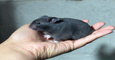 Hamster rodents - Advert 3