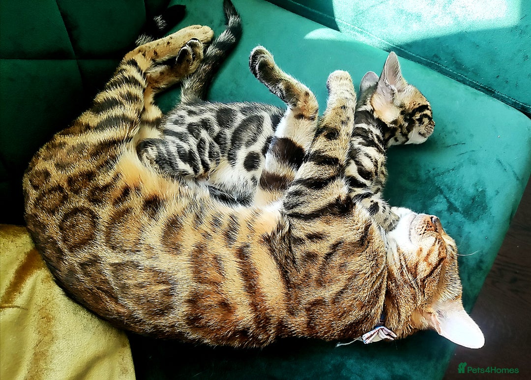 Bengal cats for sale: 🔥The Cutest Bengals in the UK? Come See 😺 🐾 - Image 21