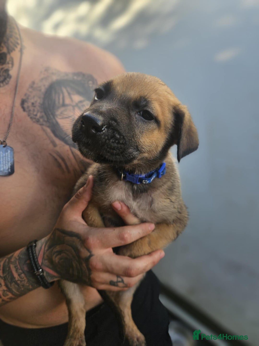 Mixed Breed dogs for sale: Light Green - Puppies for sale  - Image 9