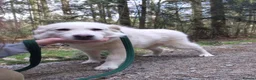 Mixed Breed dogs for adoption: Rosie - Norwich Norfolk  in Norwich - Advert 7