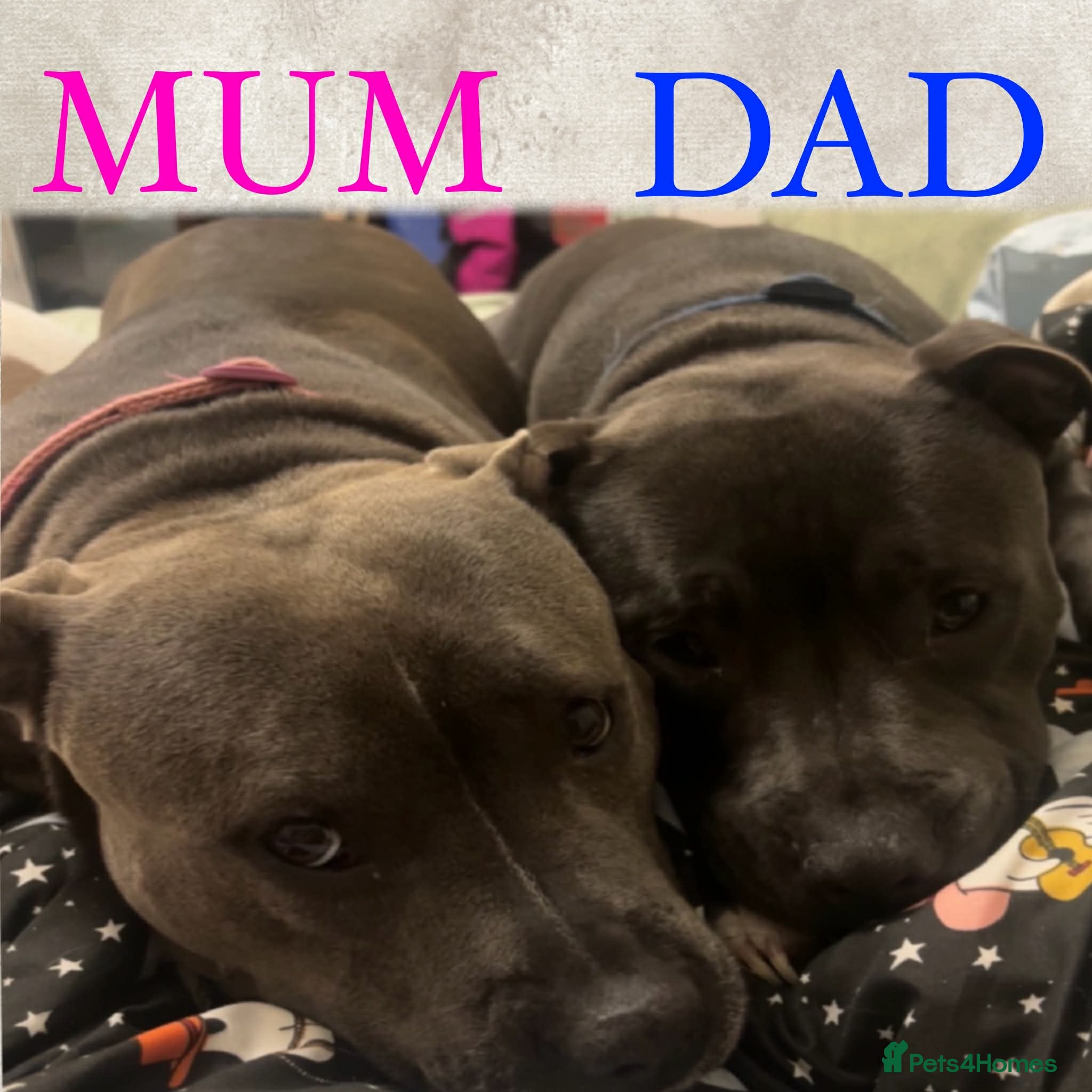 Staffordshire Bull Terrier dogs Beautiful Blue Staffy Pups - Advert 11