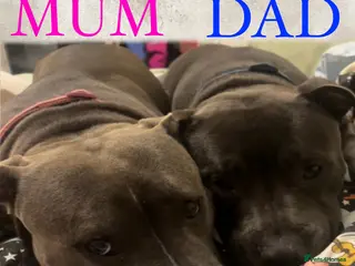 Staffordshire Bull Terrier dogs Beautiful Blue Staffy Pups - Advert 11