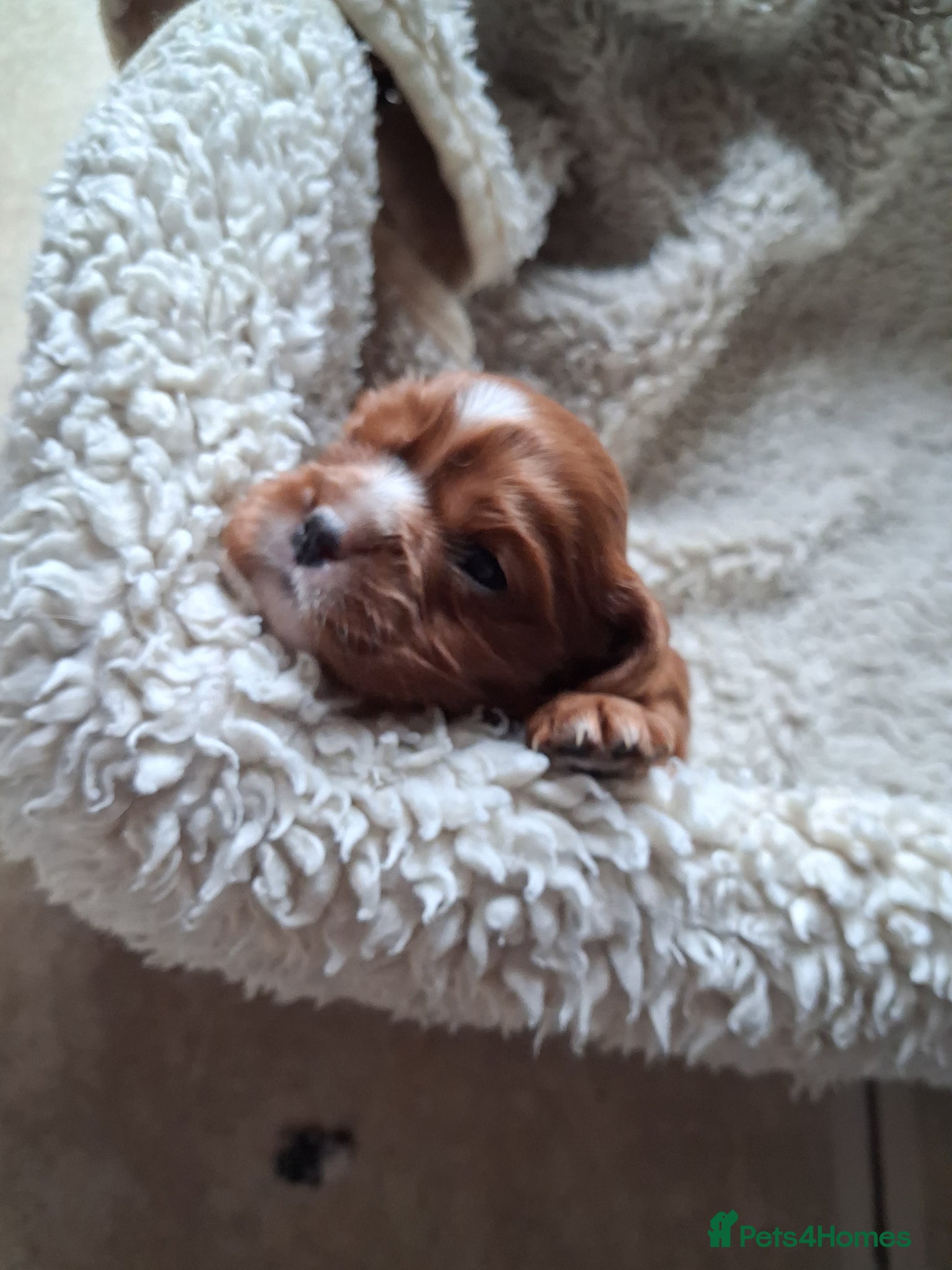 Cavalier King Charles Spaniel dogs Cavalier king Charles fully health tested lines - Advert 9