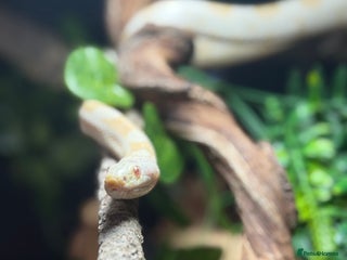 Corn Snake reptiles Snow Corn snake - Advert 1