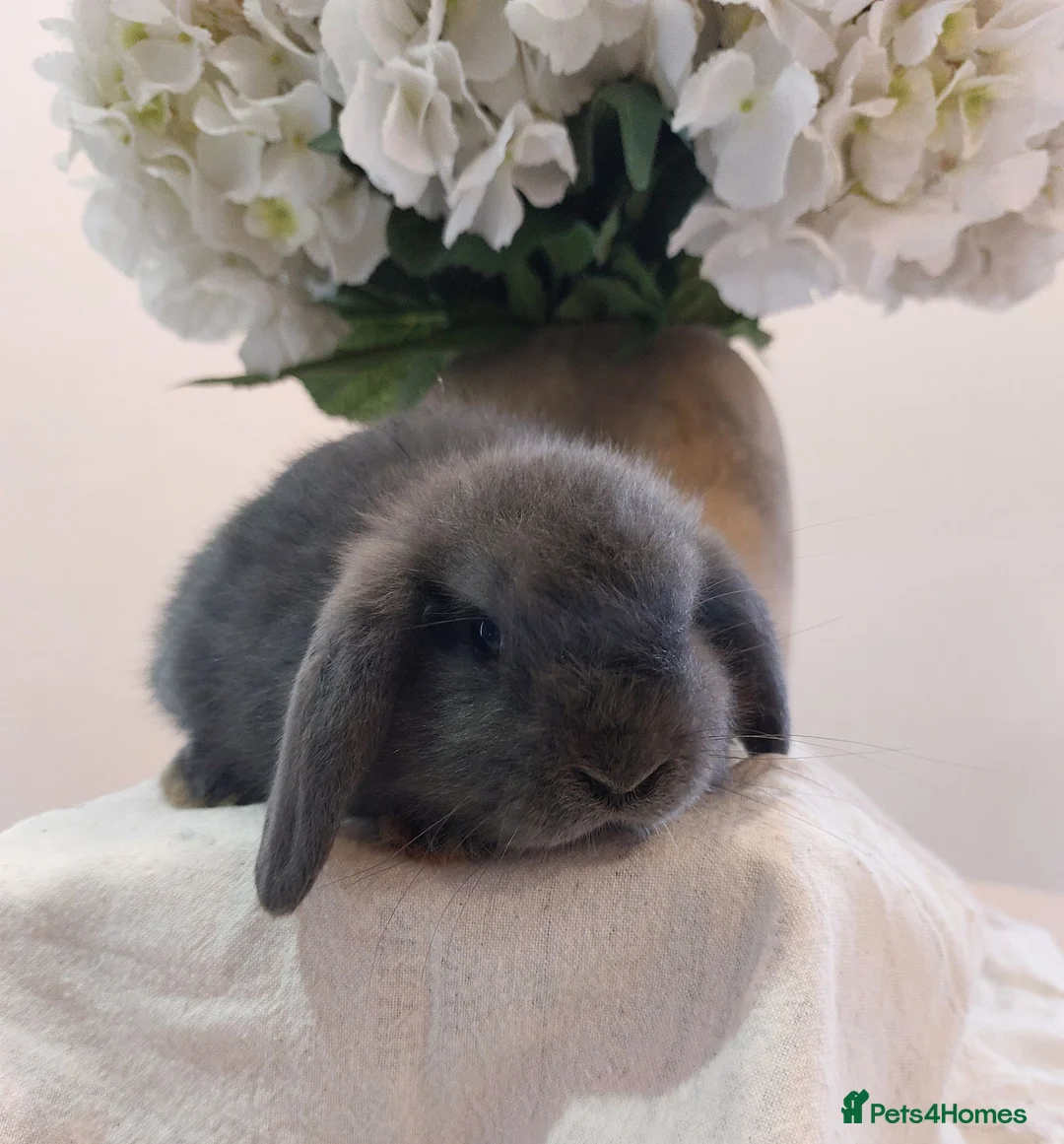 Mini Lop rabbits for sale: Baby Mini Lop Rabbits  - Advert 2