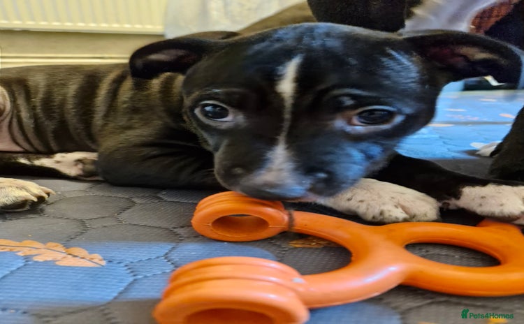 Staffordshire Bull Terrier dogs - Advert 7
