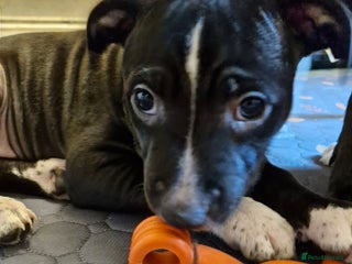 Staffordshire Bull Terrier dogs - Advert 3