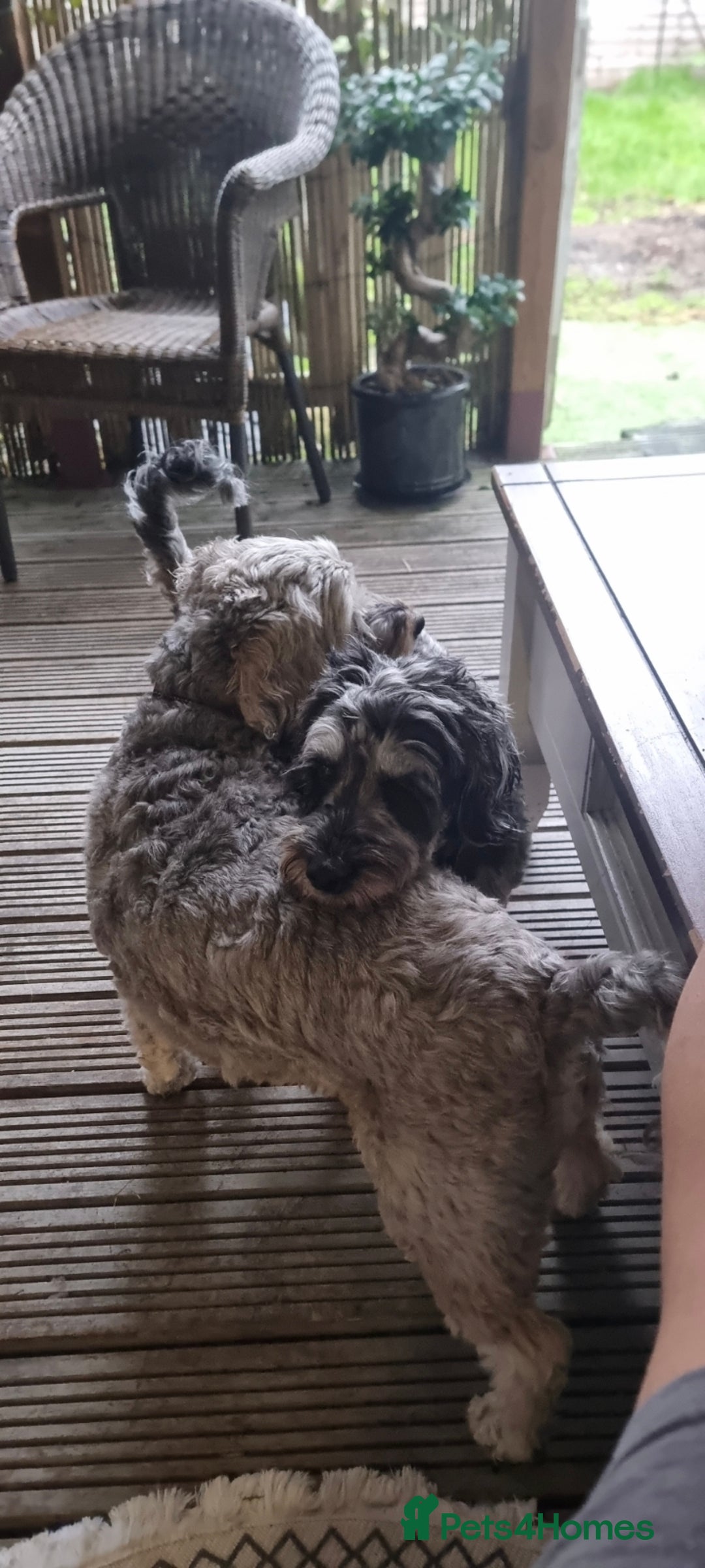 Cockapoo dogs for sale: Female Cockapoo - Advert 9