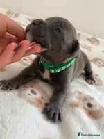 Staffordshire Bull Terrier dogs - Advert 2