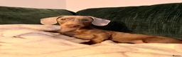 Miniature Dachshund dogs for stud: MINIATURE DACHSHUND STUD AVAILABLE - Advert 2