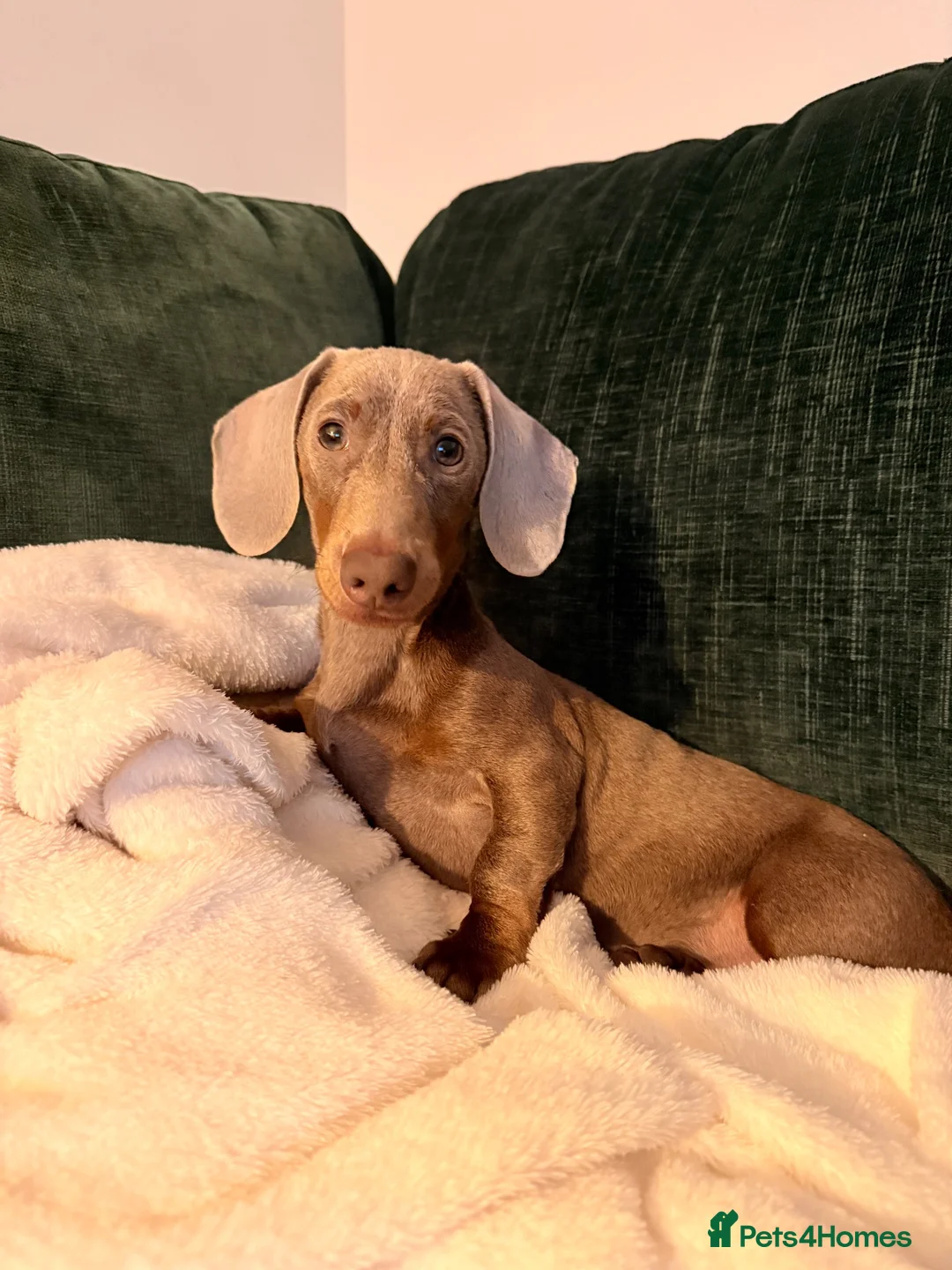 Miniature Dachshund dogs for stud: MINIATURE DACHSHUND STUD AVAILABLE - Advert 2