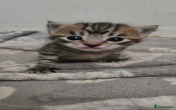 Mixed Breed cats for sale: 7 beautiful babies, 2 black/white are polydactyl  - Image 22