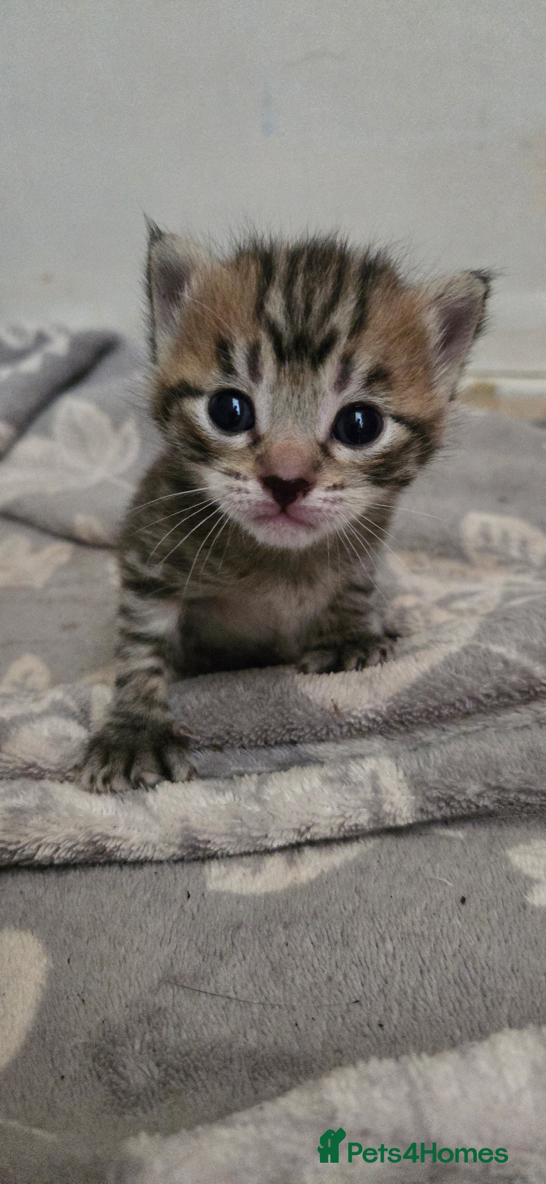 Mixed Breed cats for sale: 7 beautiful babies, 2 black/white are polydactyl  - Image 22