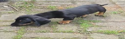 Dachshund dogs for sale: Mega cute half long haired dachshund puppies  - Advert 15