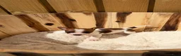 Jack Russell dogs for sale: Beautiful mini jack Russel girl left   - Advert 4