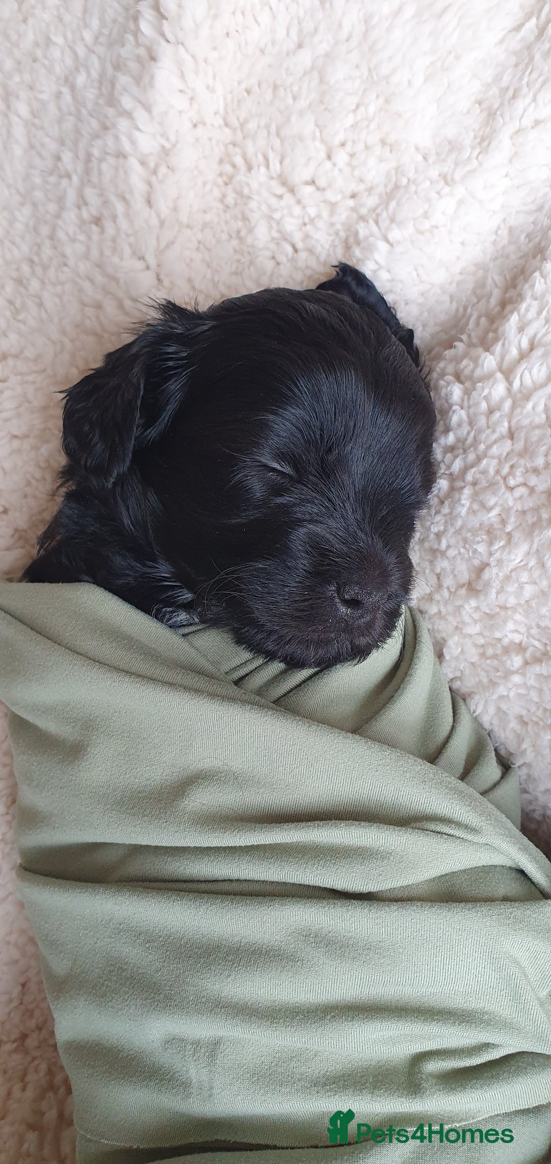 Australian Labradoodle dogs for sale: Health-tested Australian Labradoodle puppies - Image 11