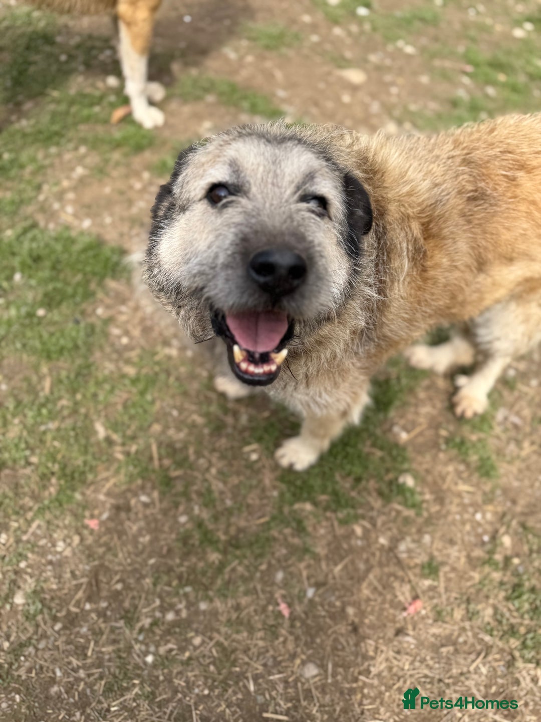 Mixed Breed dogs for adoption: Retired boy needs a family - Image 5