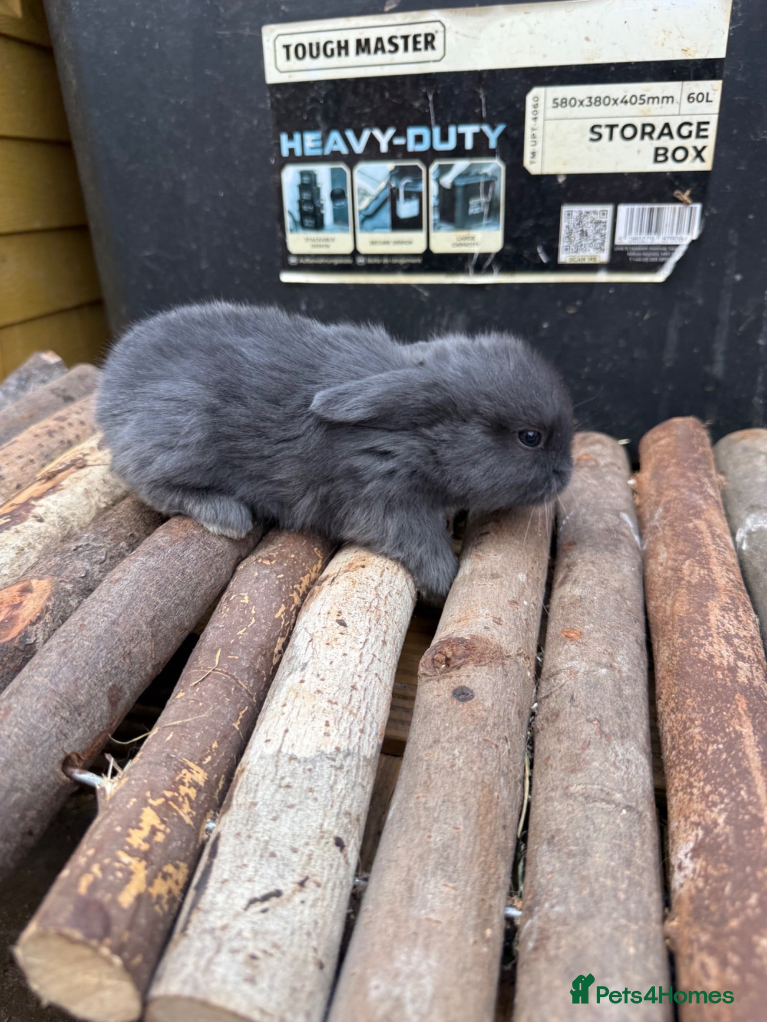 Mini Lop rabbits Blue & Lilac Pure Mini Lops 🩶 - Advert 2