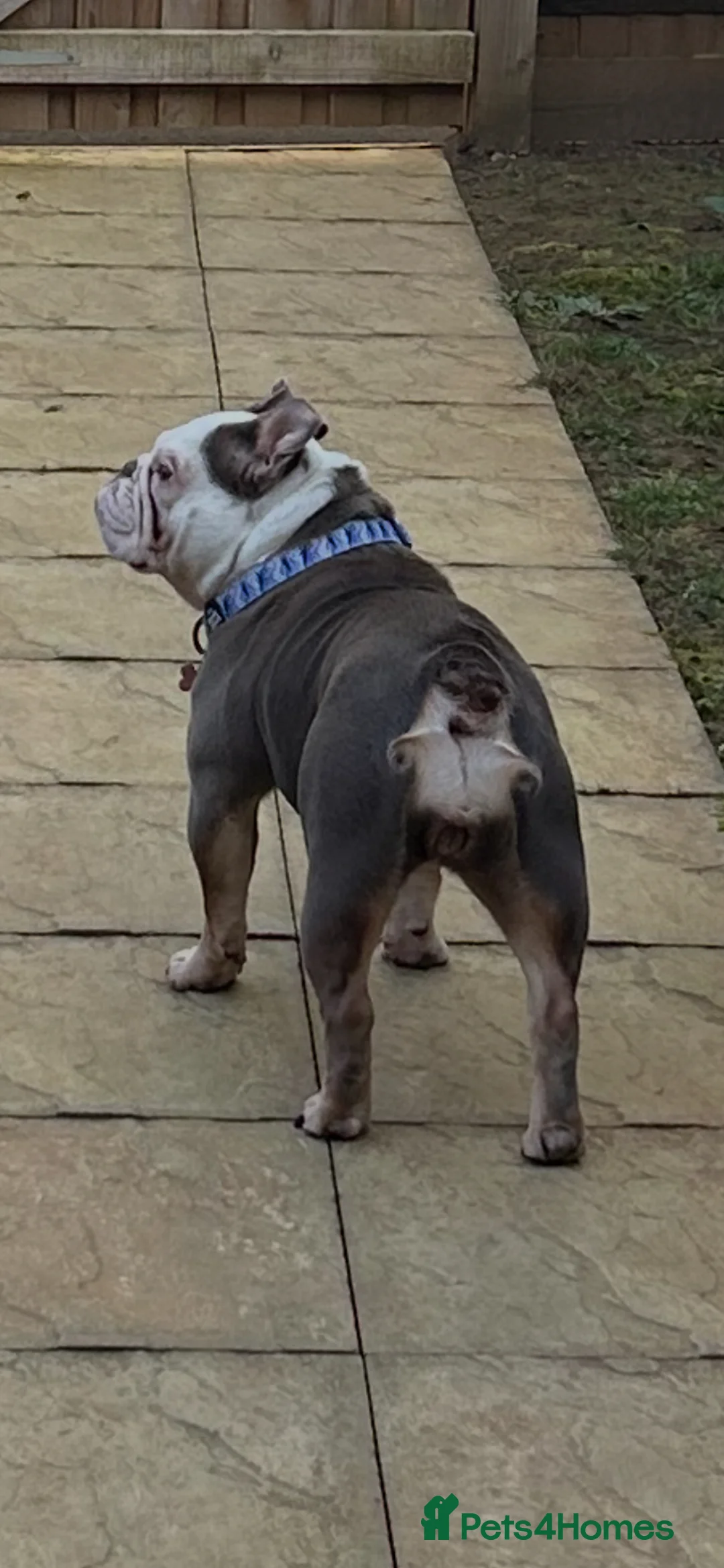 English Bulldog dogs for sale: English Bulldog 4yrs  in Bristol - Advert 2