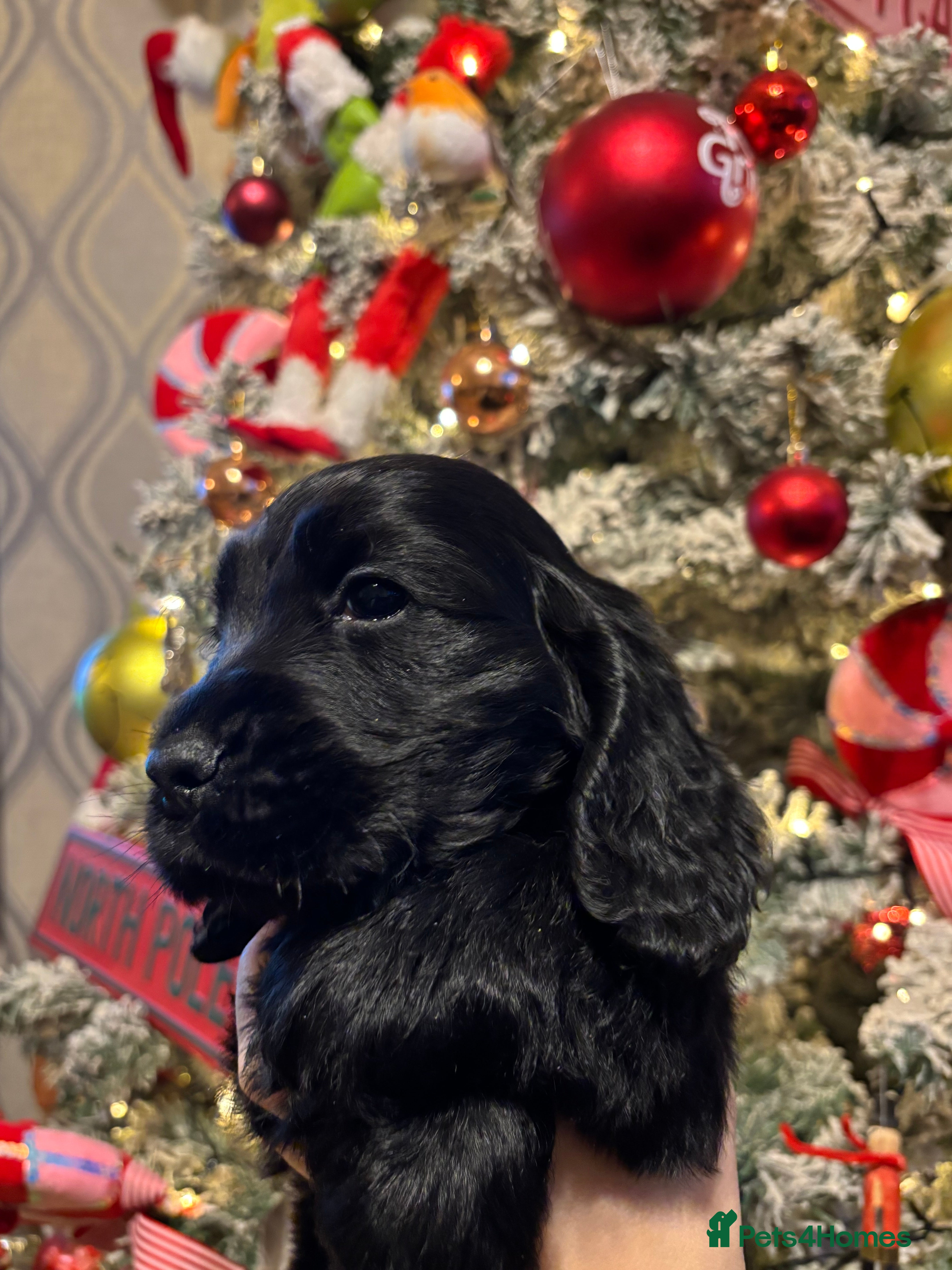 Cocker Spaniel dogs Solid Black Cocker Spaniel BOY  - Advert 6