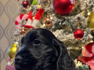 Cocker Spaniel dogs Solid Black Cocker Spaniel BOY - Advert 6