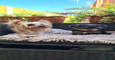 Yorkshire Terrier dogs for sale - Advert 7