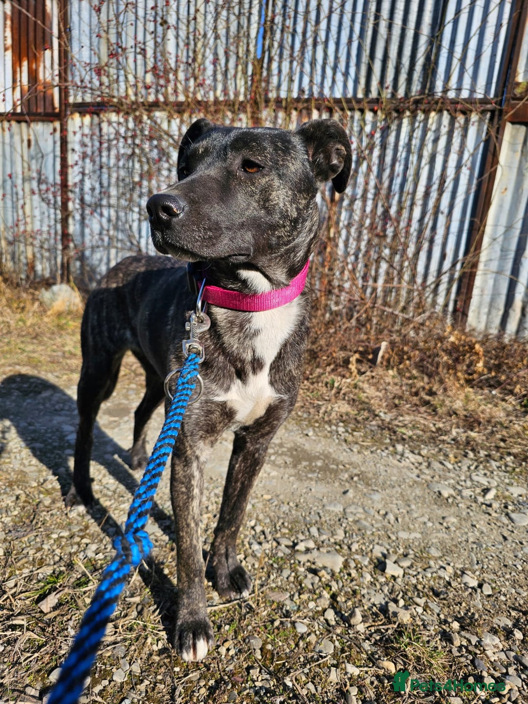 Mixed Breed dogs for adoption: A Beautiful and Gentle Girl - for a Loving Home - Image 29