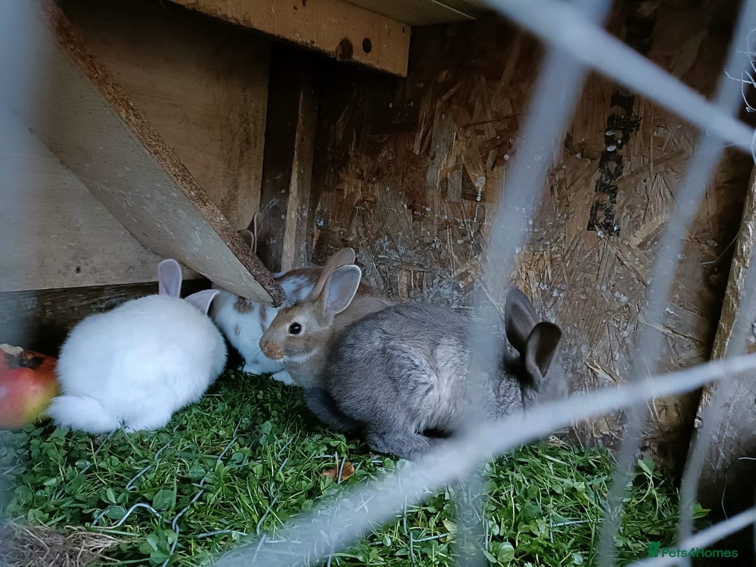 Rex rabbits for sale: Rex mix  - Image 2