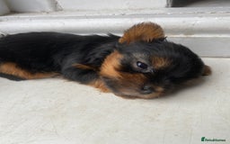 Yorkshire Terrier dogs for sale: Pure Breed Toy Yorkshire Terrier Pups Ready Now!  - Image 9