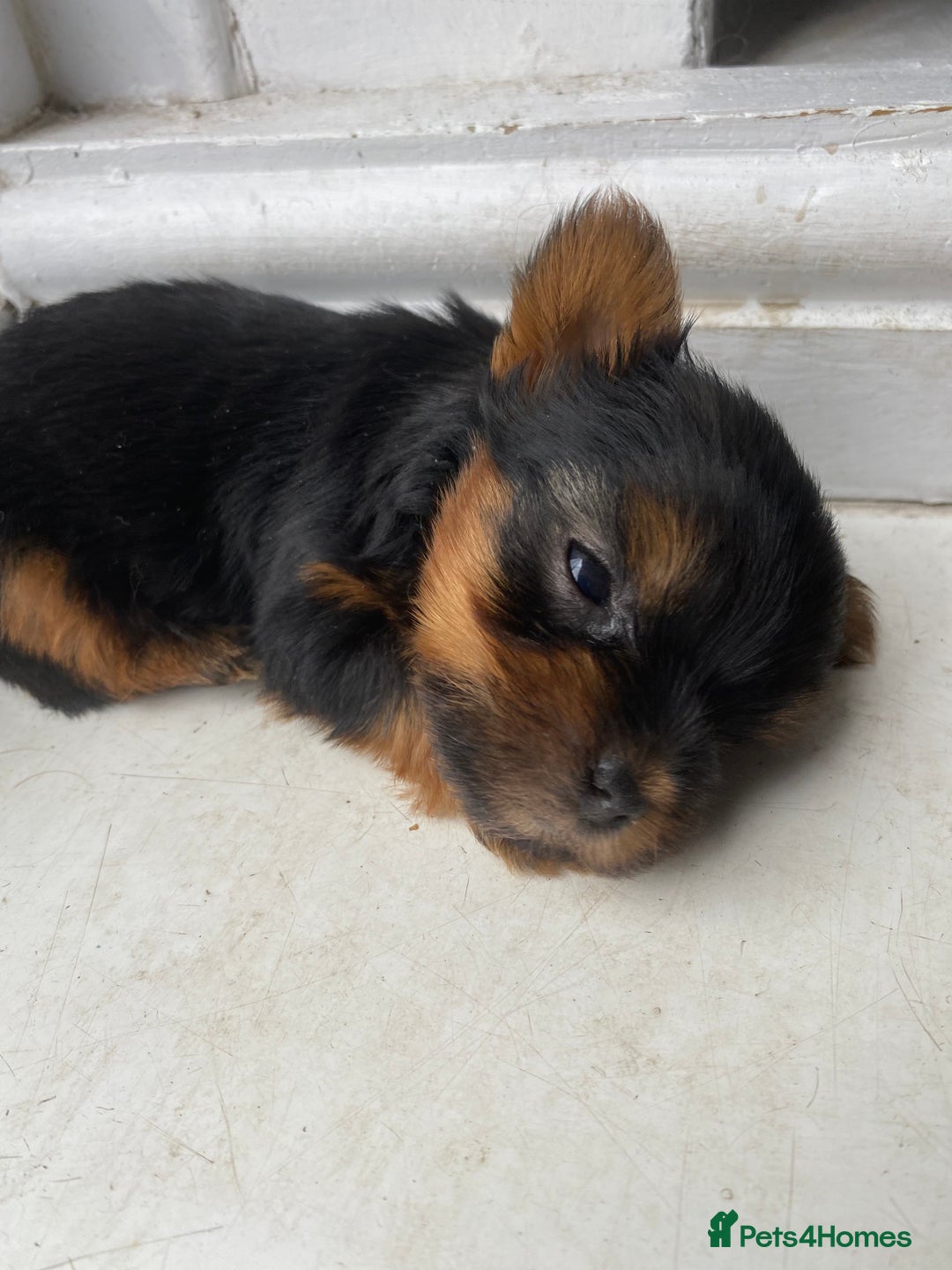 Yorkshire Terrier dogs for sale: Pure Breed Toy Yorkshire Terrier Pups Ready Now!  - Image 9