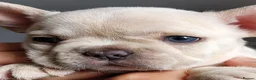 French Bulldog dogs for stud: French bulldog Stud  in Sheffield - Advert 6
