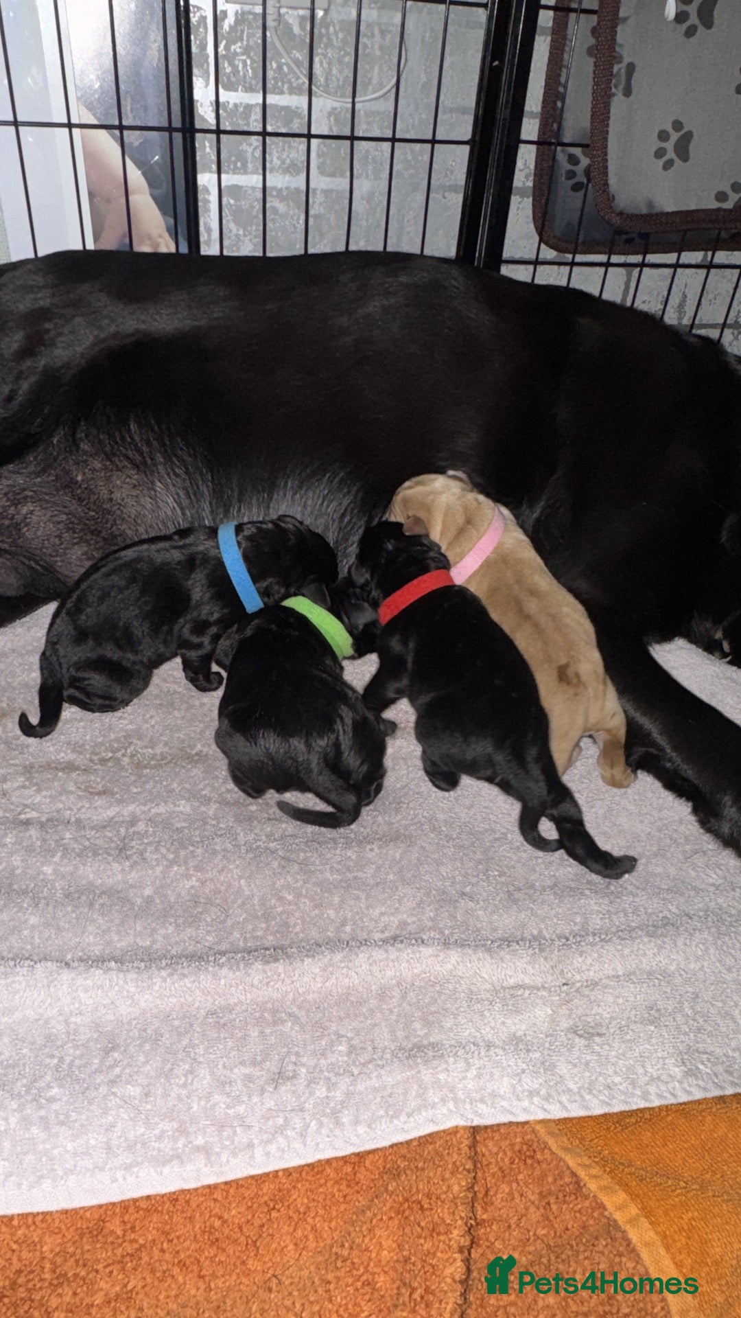 Labrador Retriever dogs Perfect litter of Labrador puppies - Advert 1