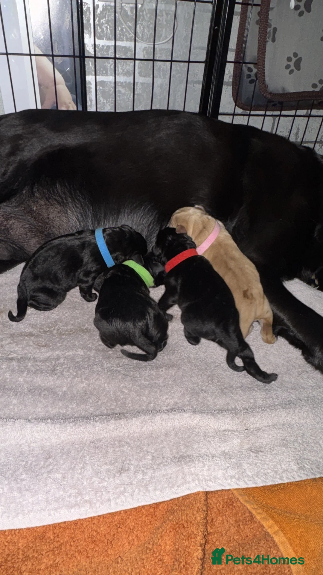 Labrador Retriever dogs for sale: Perfect litter of Labrador puppies - Advert 1