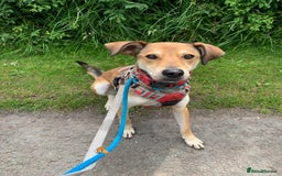 Mixed Breed dogs for adoption: Meet Barney, currently residing in Cheshire  in Nantwich - Image 4
