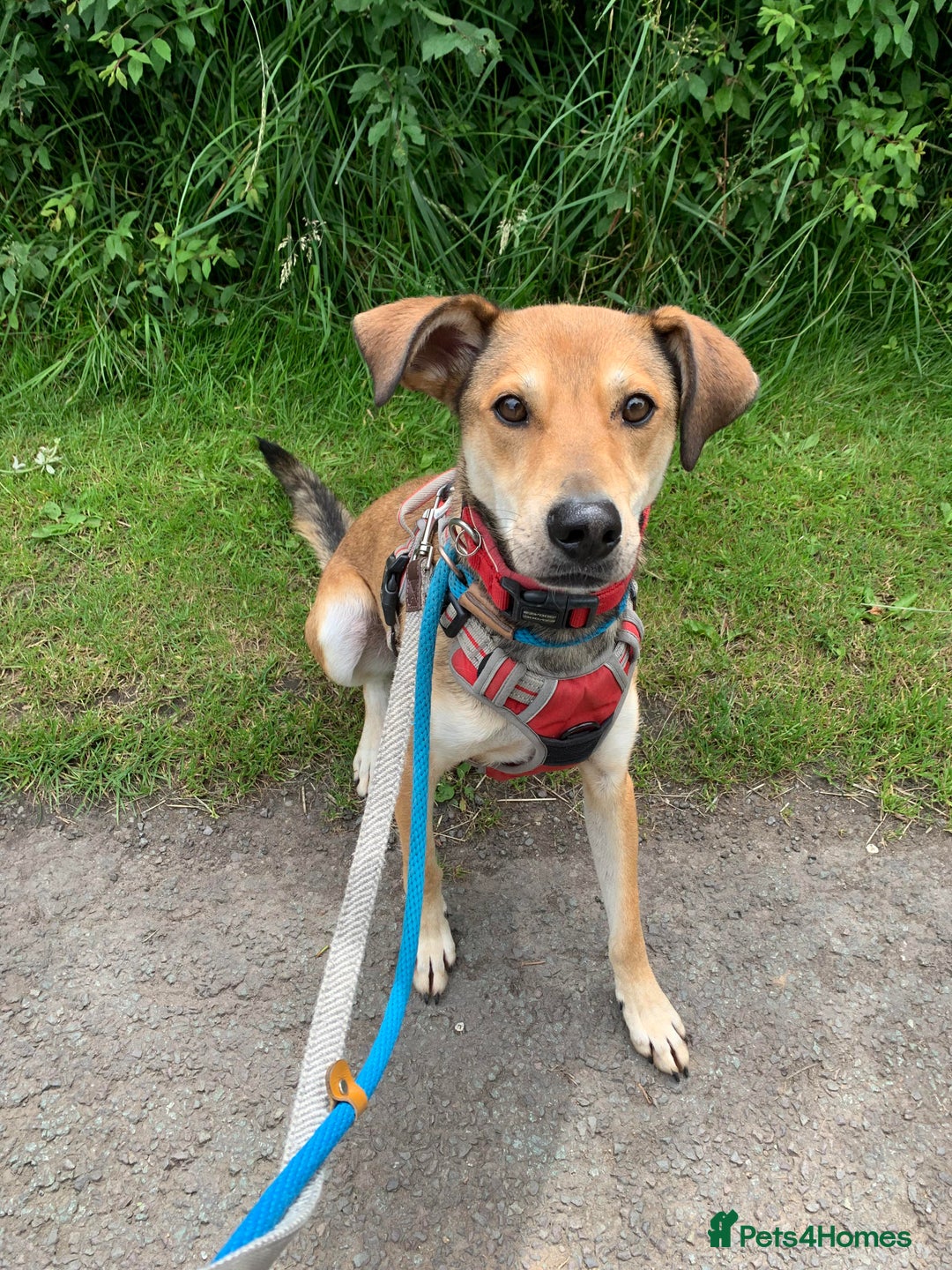 Mixed Breed dogs for adoption: Meet Barney, currently residing in Cheshire  in Nantwich - Image 4