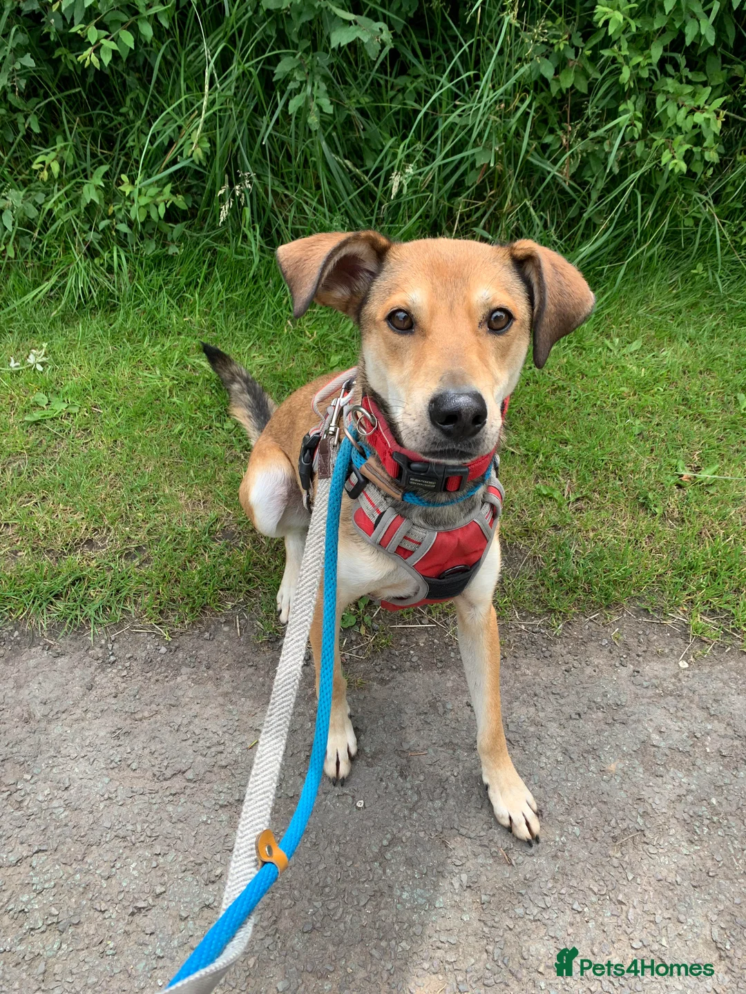 Mixed Breed dogs for adoption: Meet Barney, currently residing in Cheshire  in Nantwich - Advert 4