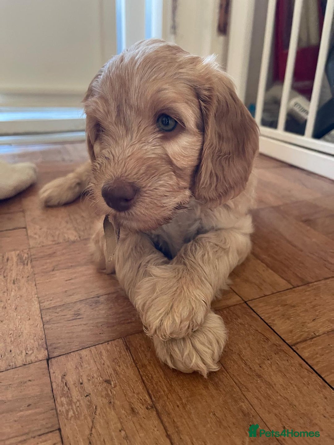 Labradoodle dogs for sale: Multigen Mini Labradoodle Puppies Available Now - Image 16