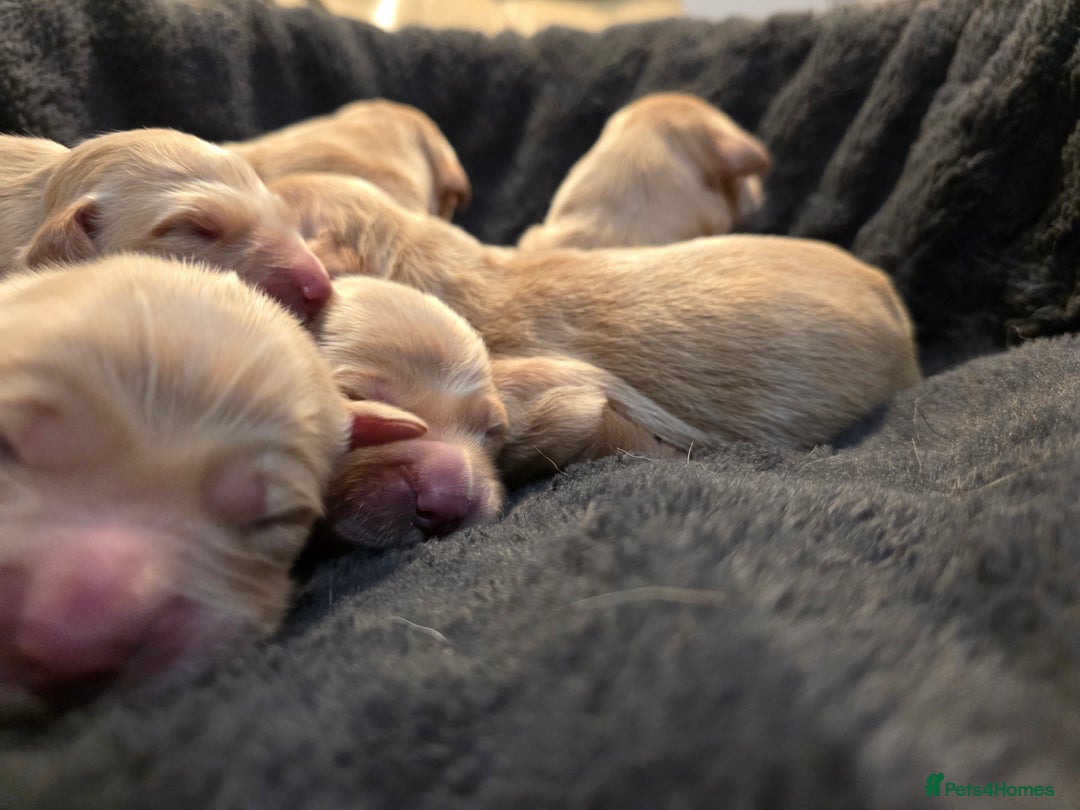 Golden Retriever dogs for sale: Beautiful and Loving Golden Retriever Puppies 🐶  - Advert 9