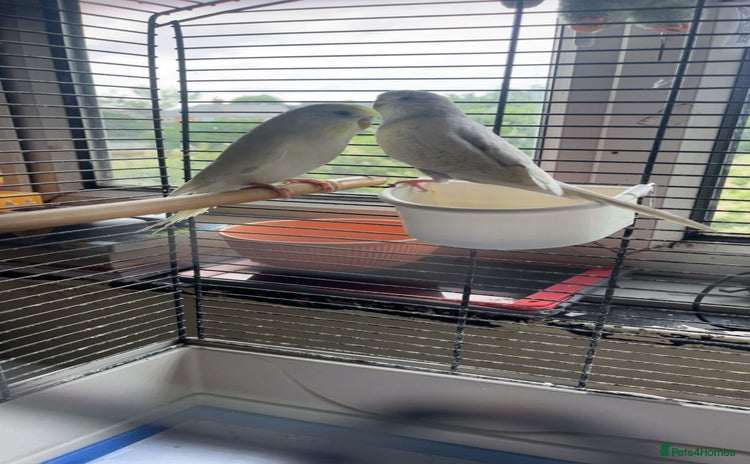 Budgerigars birds - Advert 6