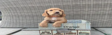 Cocker Spaniel 5