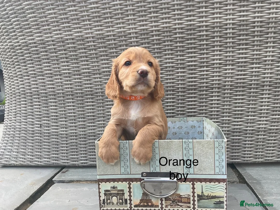 Cocker Spaniel dogs for sale: Hereditary clear working cocker spaniels in Ingatestone - Advert 14