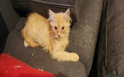 Maine Coon cats for sale: Pure Pedigree Maine Coon kittens  - Image 7
