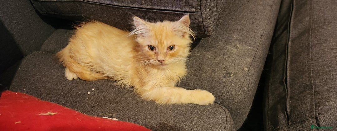 Maine Coon cats for sale: Pure Pedigree Maine Coon kittens  - Image 7