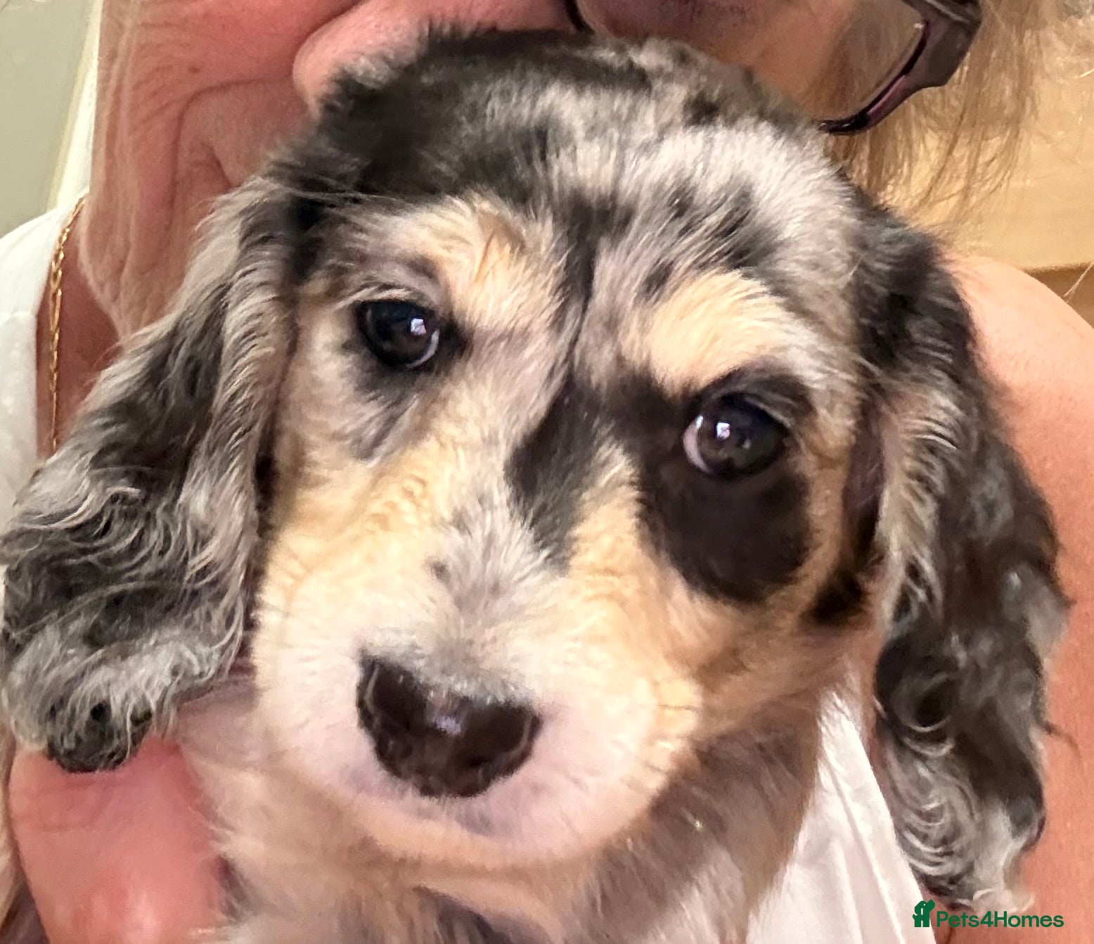 Miniature Dachshund dogs Litter of 5 stunning puppies - Advert 2