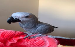 Parrots birds for sale: Super silly tame baby African grey set up - Image 2