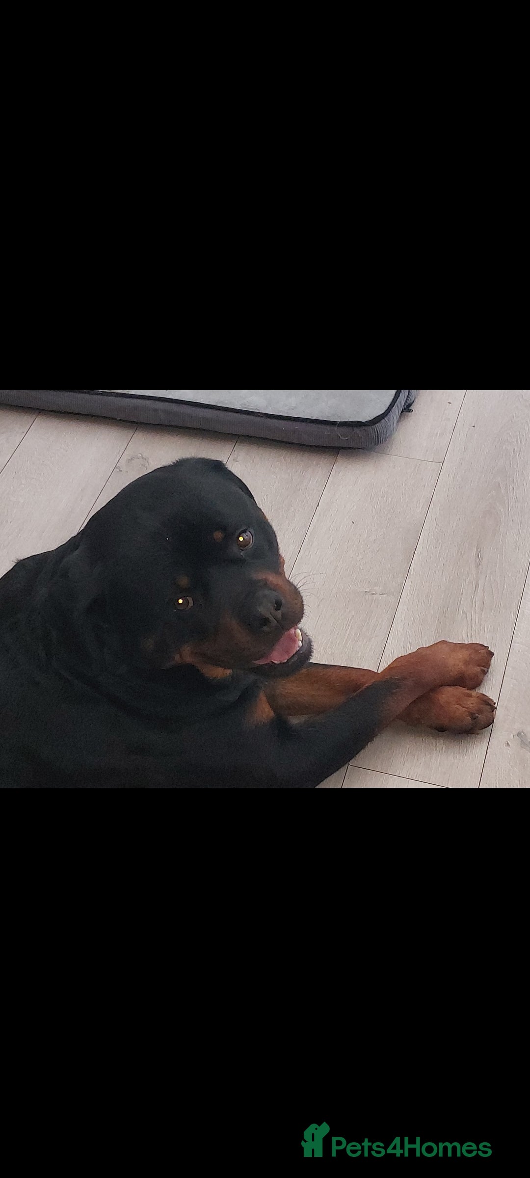 Rottweiler dogs for sale: Imported rottie champion lines  - Image 2