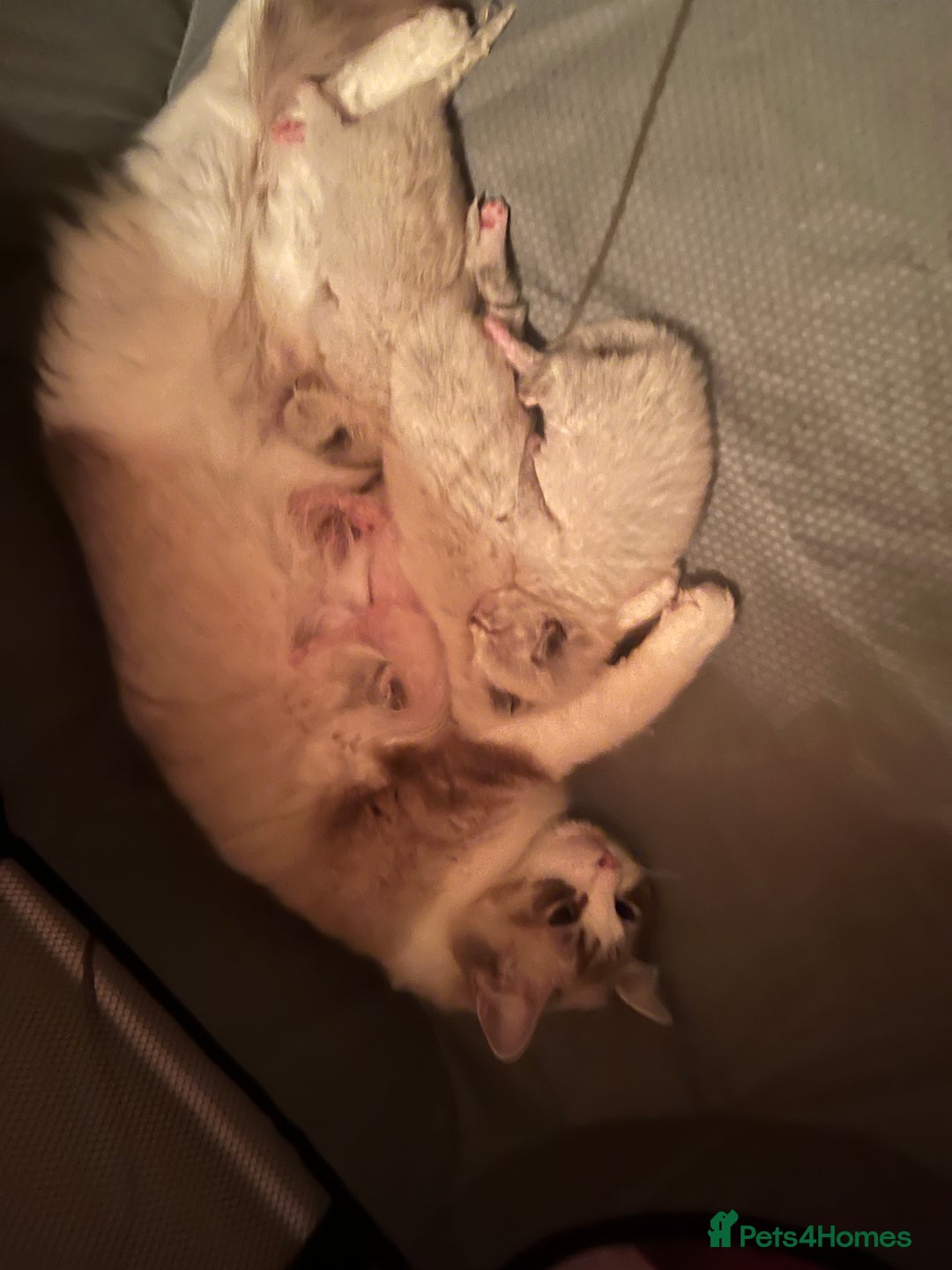 Ragdoll cats for sale: Ragdoll kittens - Image 11