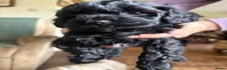 Havapoo dogs for sale: ADORABLE HAVAPOO PUPPIES HYPOALLERGENIC - Advert 5